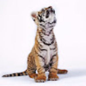 Meet your Posher, Missy